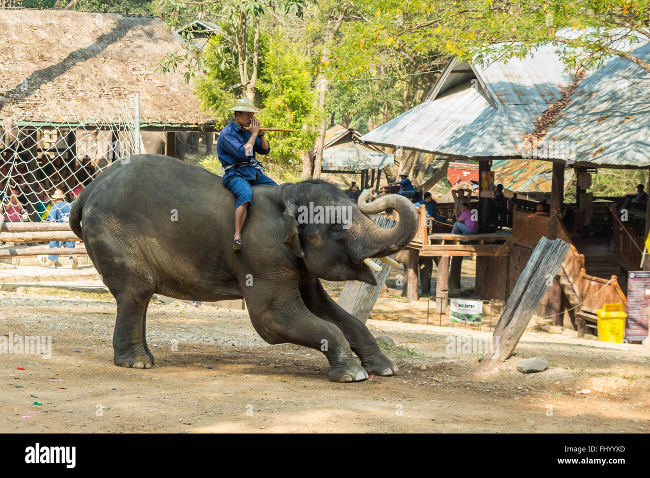 Chiang Mai, Thailand - Februar 20: Elefant ist bücken und danke eines Volkes im 20. Februar 2016 im Mae Sa Elephant Camp, Ch Stockfoto