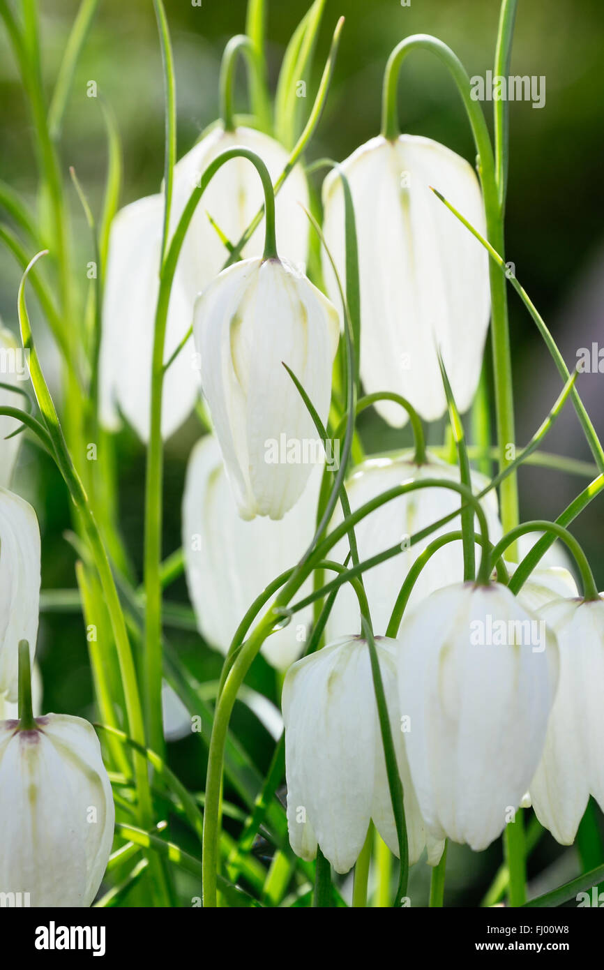 Fritillaria weiße Blumen auf dem grünen natürlichen Hintergrund Stockfoto