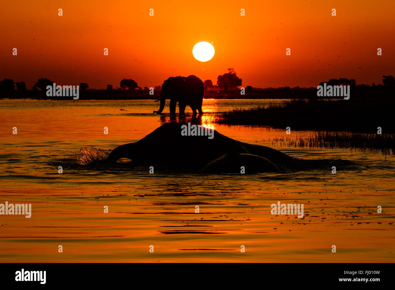 Safari in Afrika Sonnenuntergang mit Silhouette Elefanten Stockfoto