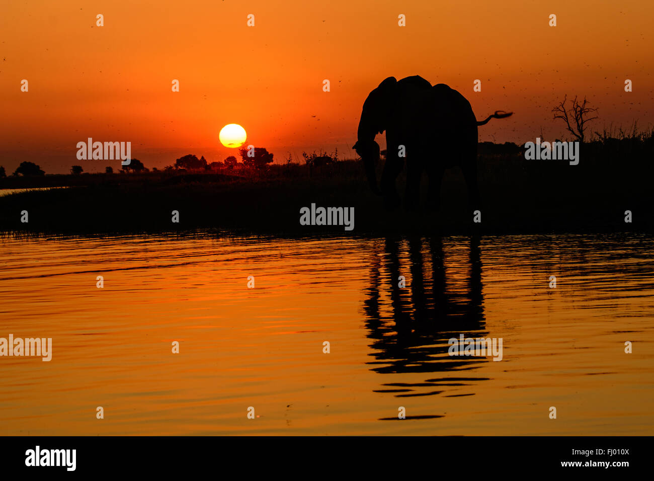 Silhouette afrikanischen Elefanten und ihre Reflexion in einem afrikanischen Sonnenuntergang Stockfoto
