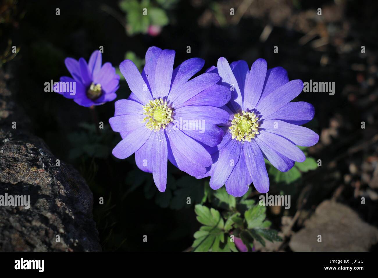 3 blaue Balkan Anemone Blumen oder Windflowers, Anemone Blanda, in der Frühlingssonne, zeigen blau lila Kelchblätter & grünen Staubblättern Stockfoto