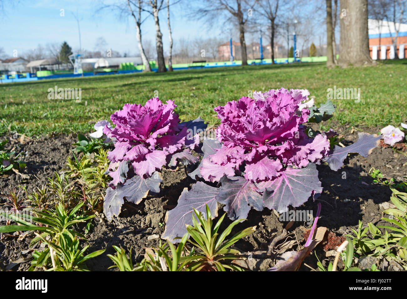 Zier Kohl in voller Blüte im Winter. Stockfoto