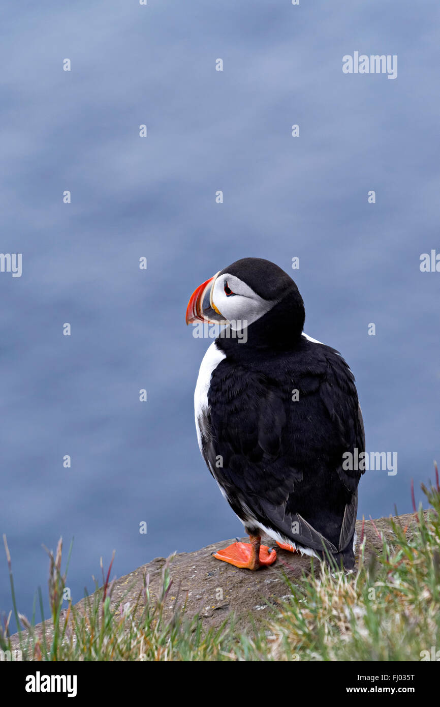 Vogel der Papageitaucher (Fratercula Arctica) thront auf Klippe Felsen, Westfjorde, Island, Europa. Stockfoto