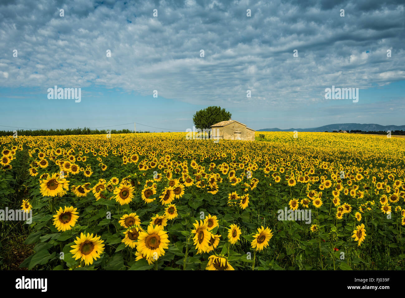 Blühenden Sonnenblumenfeld (Helianthus), Plateau von Valensole, in der Nähe von Valensole, Provence-Alpes-Côte d ' Azur, Frankreich Stockfoto