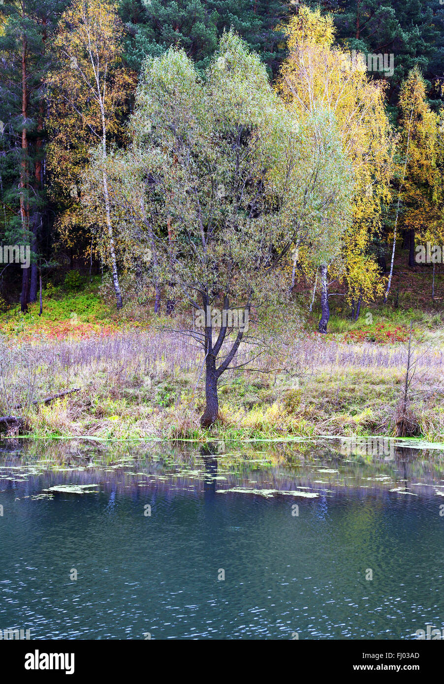 Wald am Ufer des Sees Stockfoto