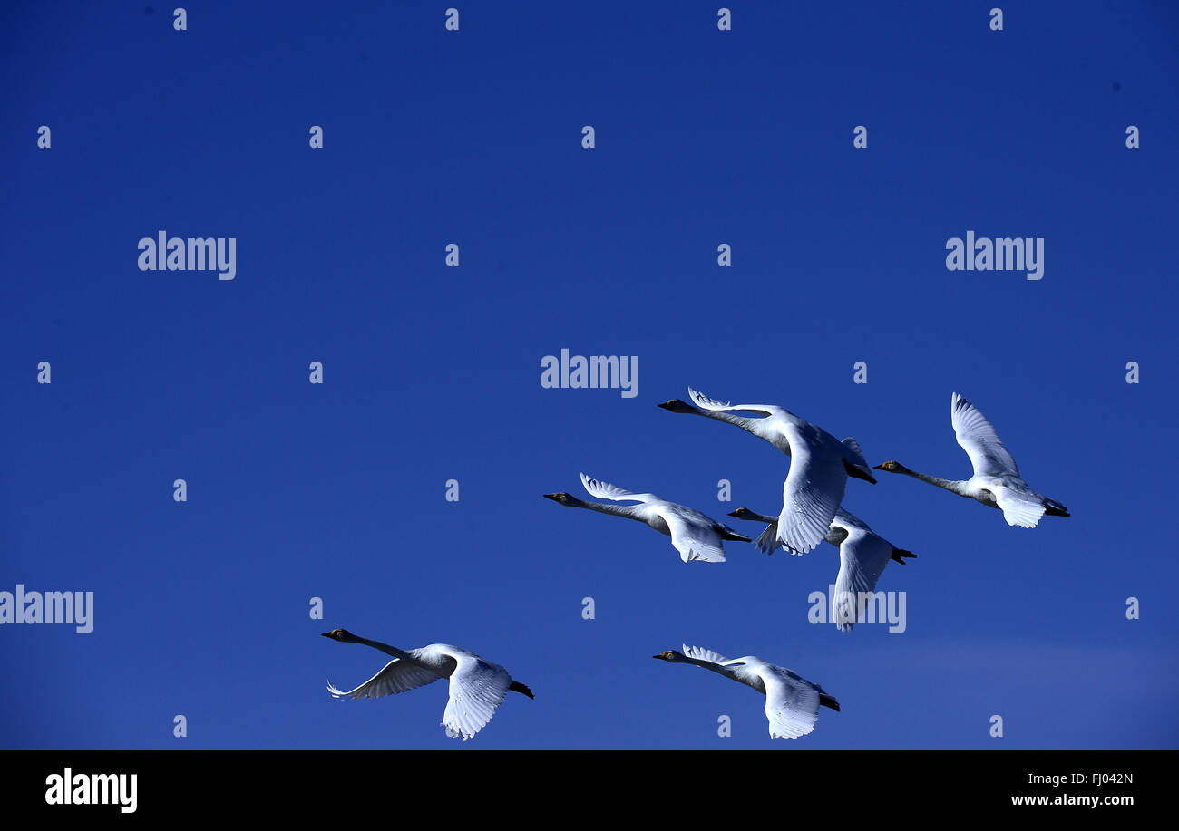 Qinghai-See. 26. Februar 2016. Schwäne fliegen über dem Qinghai-See im Nordwesten Chinas Provinz Qinghai, 26. Februar 2016. Bildnachweis: Zhang Hongxiang/Xinhua/Alamy Live-Nachrichten Stockfoto