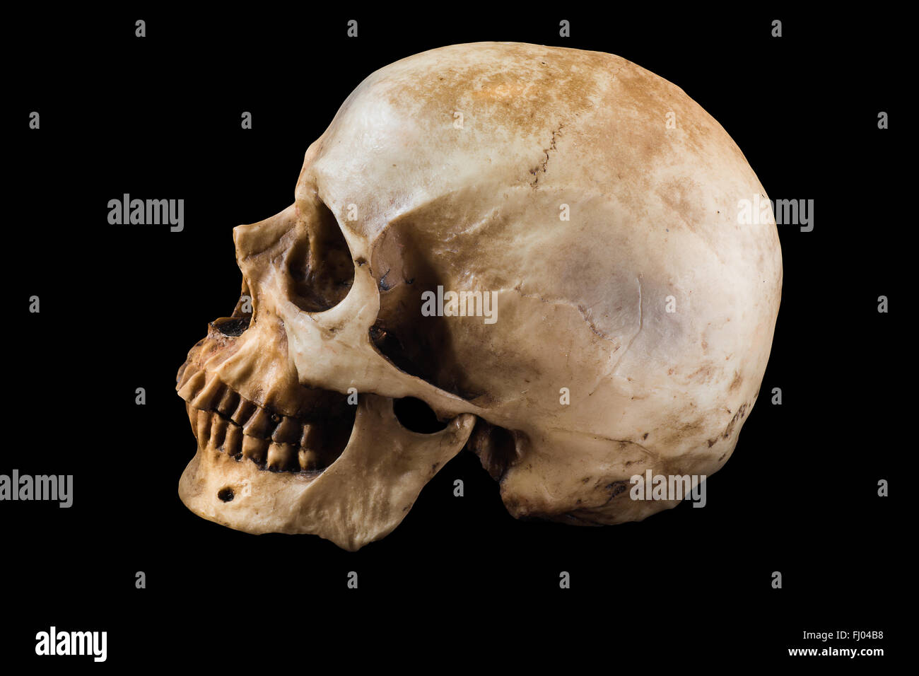 Menschlicher Schädel auf schwarzem Hintergrund Stockfoto