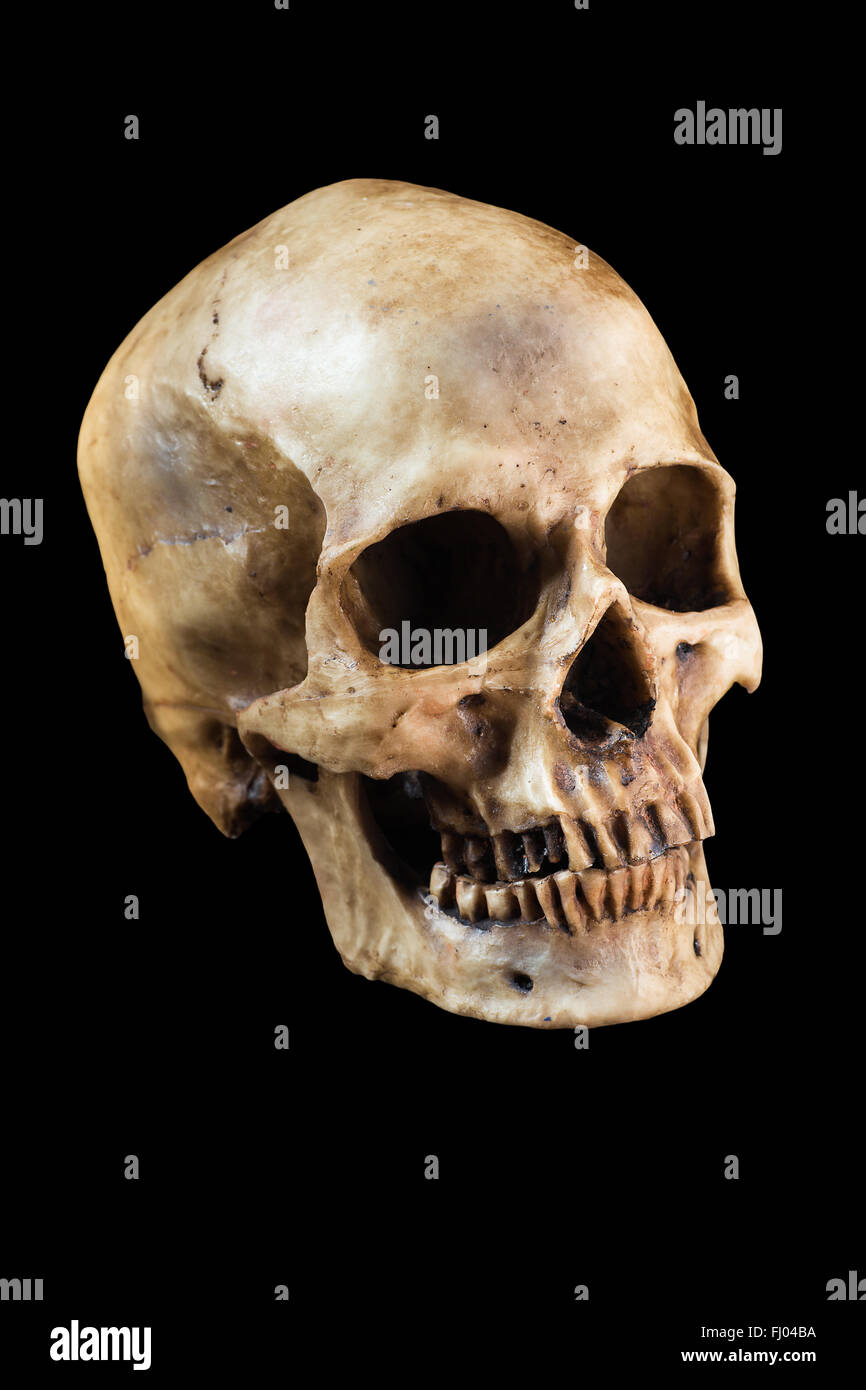 Menschlicher Schädel auf schwarzem Hintergrund Stockfoto