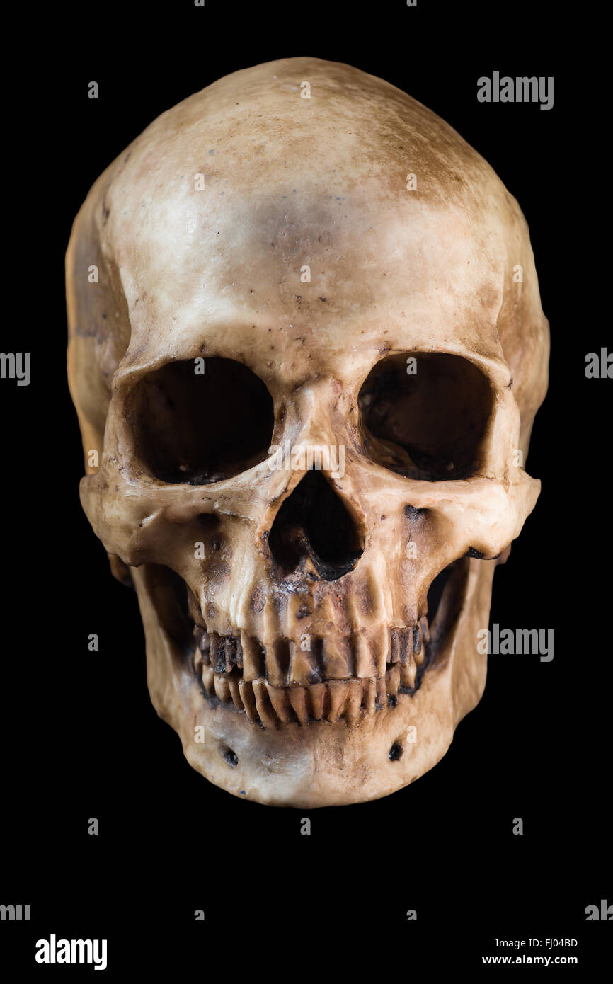 Menschlicher Schädel auf schwarzem Hintergrund Stockfoto