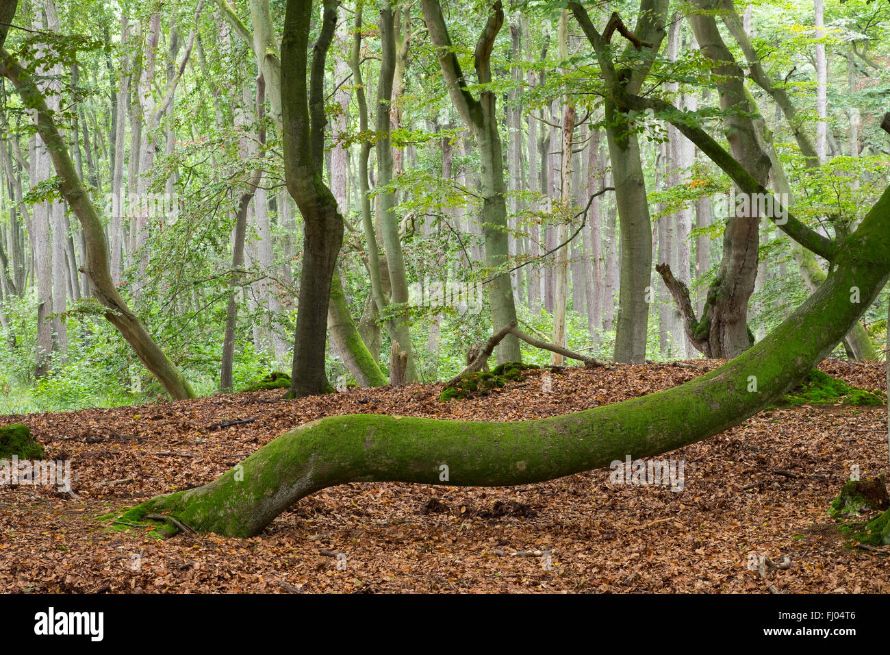 Deutschland, Western Region Nationalpark Vorpommersche, Bäume im Wald, Darßer Wald Stockfoto