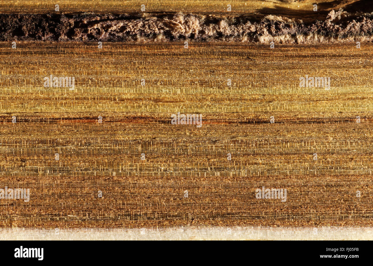 Goldene Grünkern aus Kirschholz Stockfoto