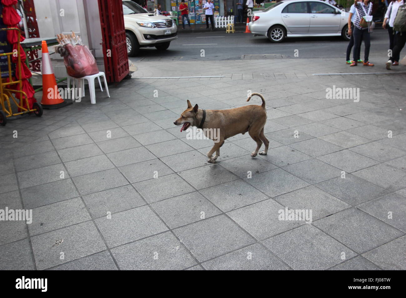 Ein Hund geht auf der Straße, Bangkok, Thailand Stockfoto