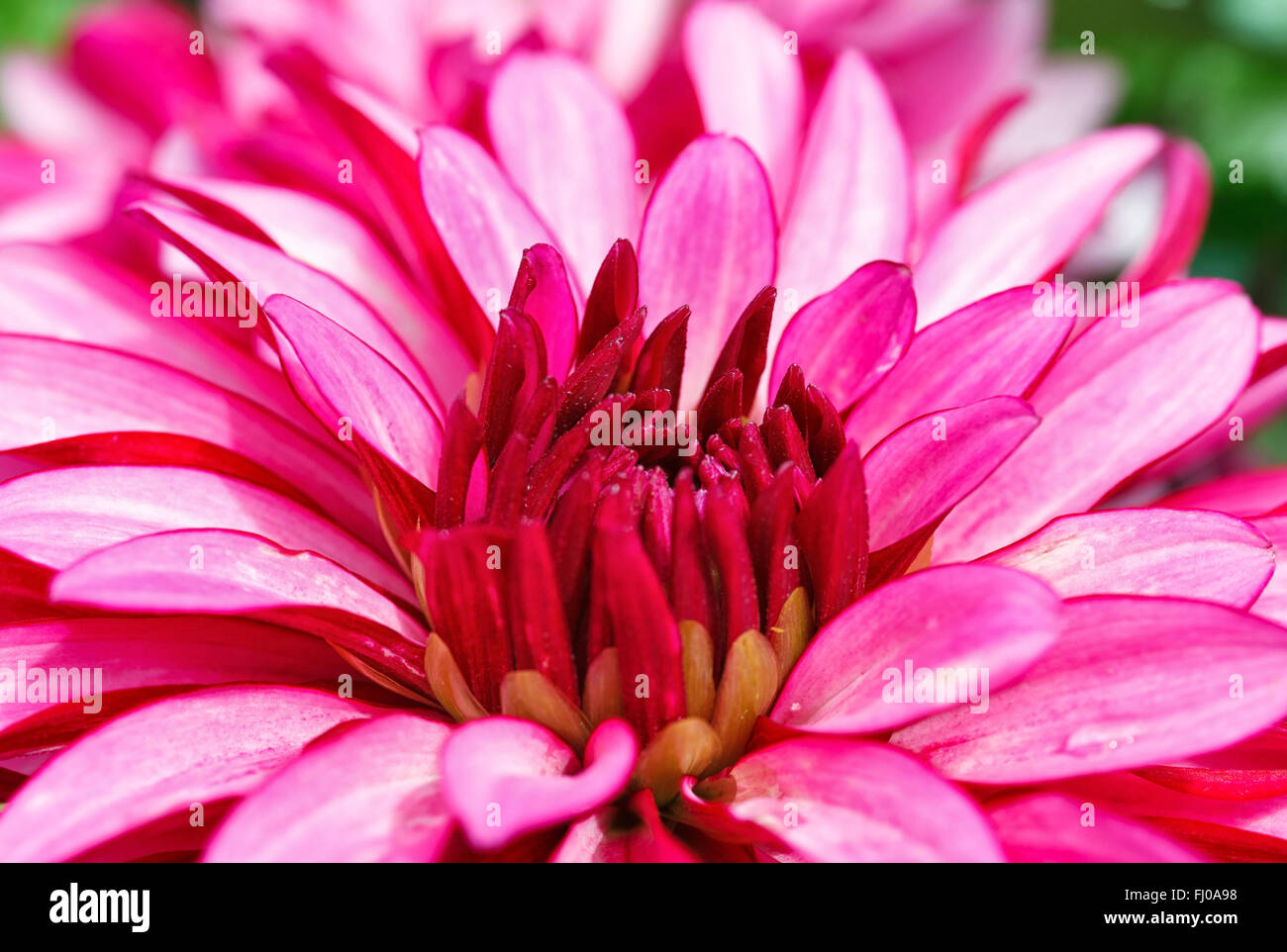 Schöne frische rosa Blütenköpfchen Stockfoto