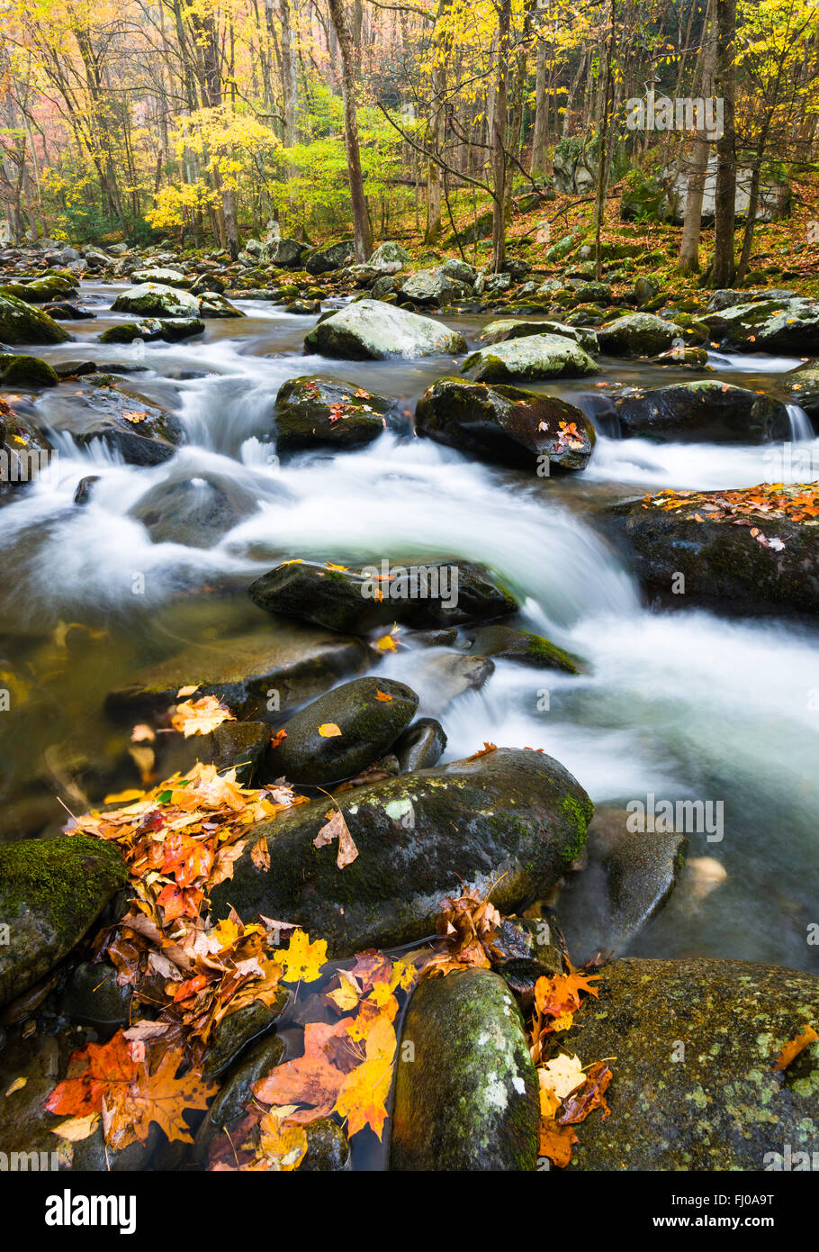 Herbst entlang der mittleren Stift des Little River im Great Smoky Mountains National Park, Tennessee, USA. Stockfoto