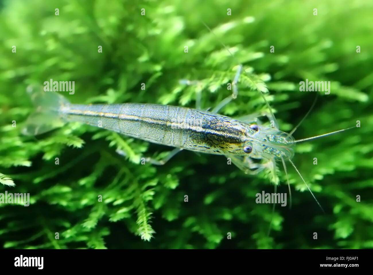 Yamato-Garnelen auf Java Moos in einem bepflanzten aquarium Stockfoto