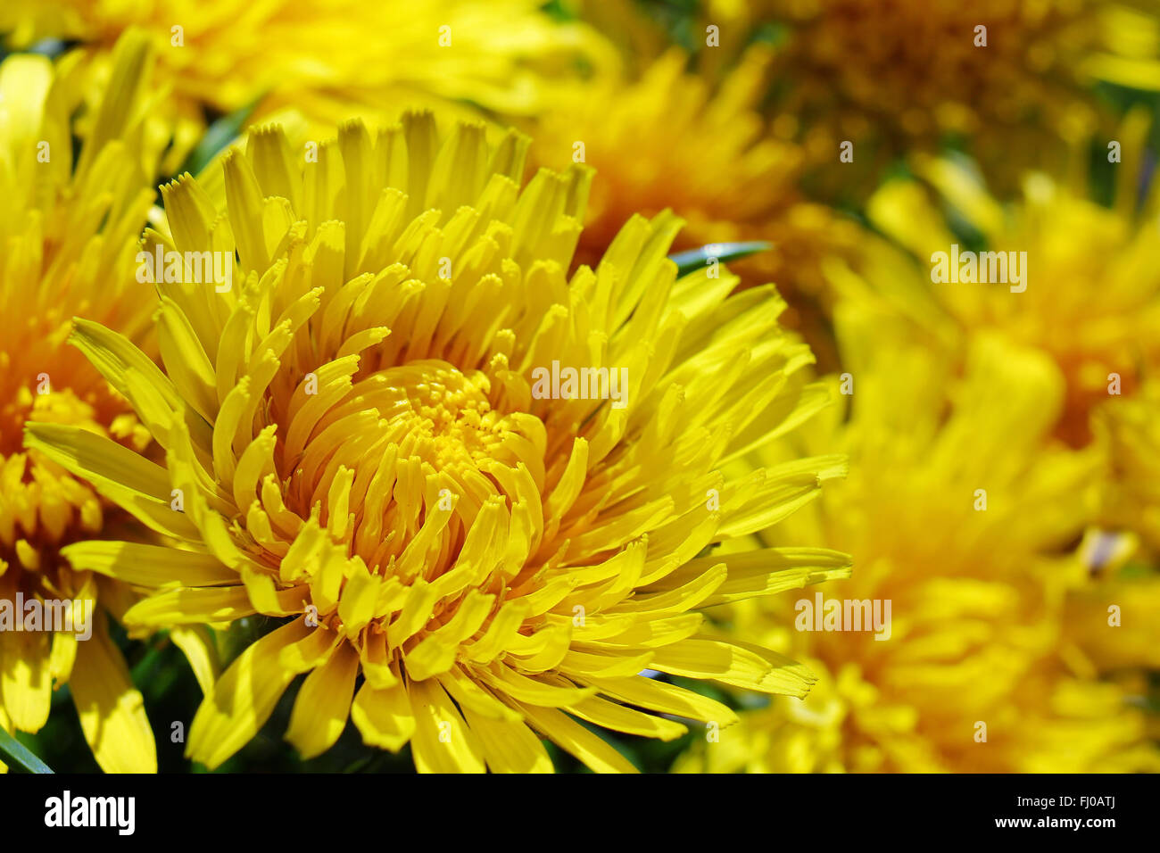 Schöne frische gelbe Blütenköpfe, Nahaufnahme Stockfoto
