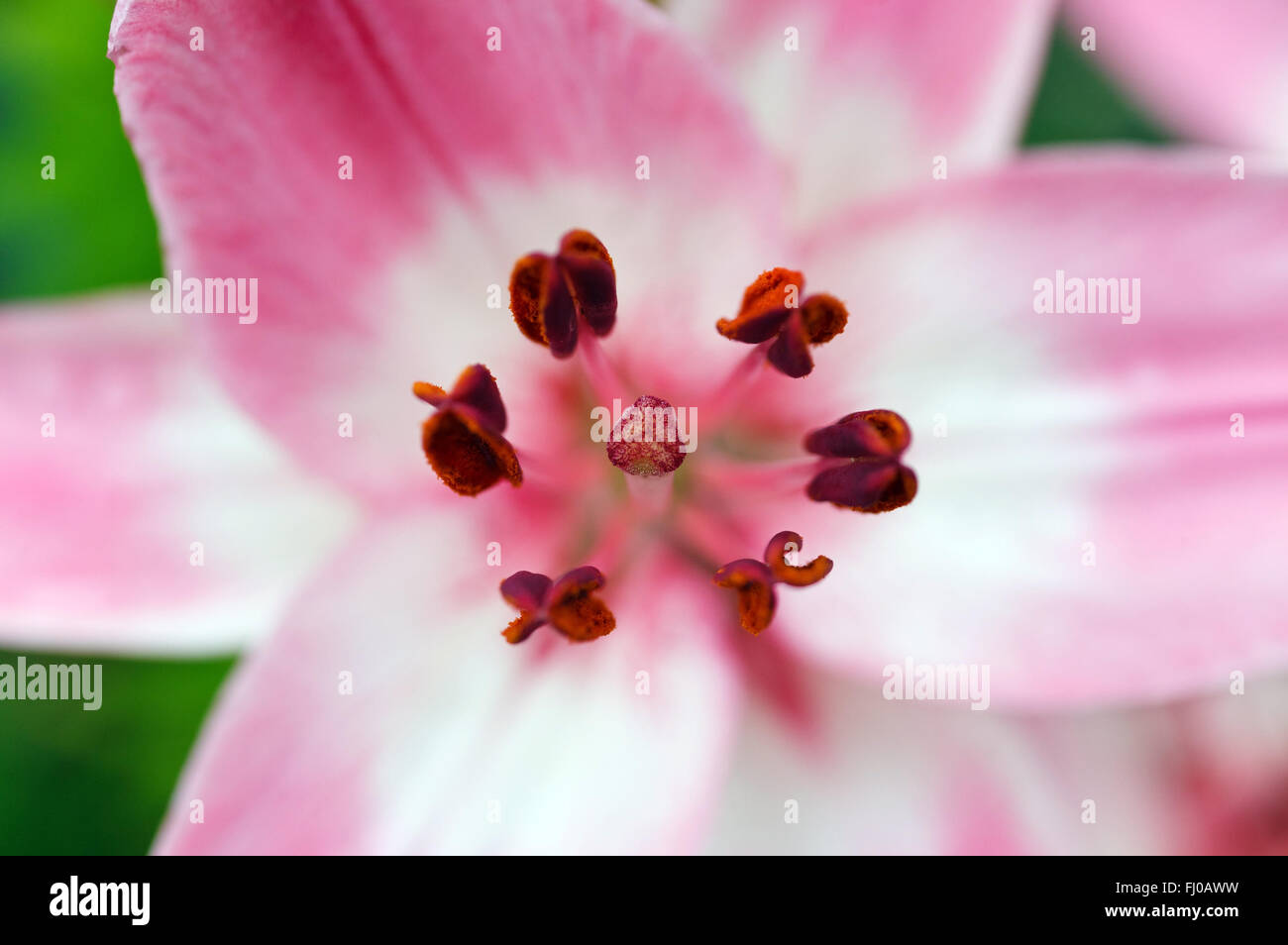 Schöne frische rosa Blütenköpfchen Stockfoto