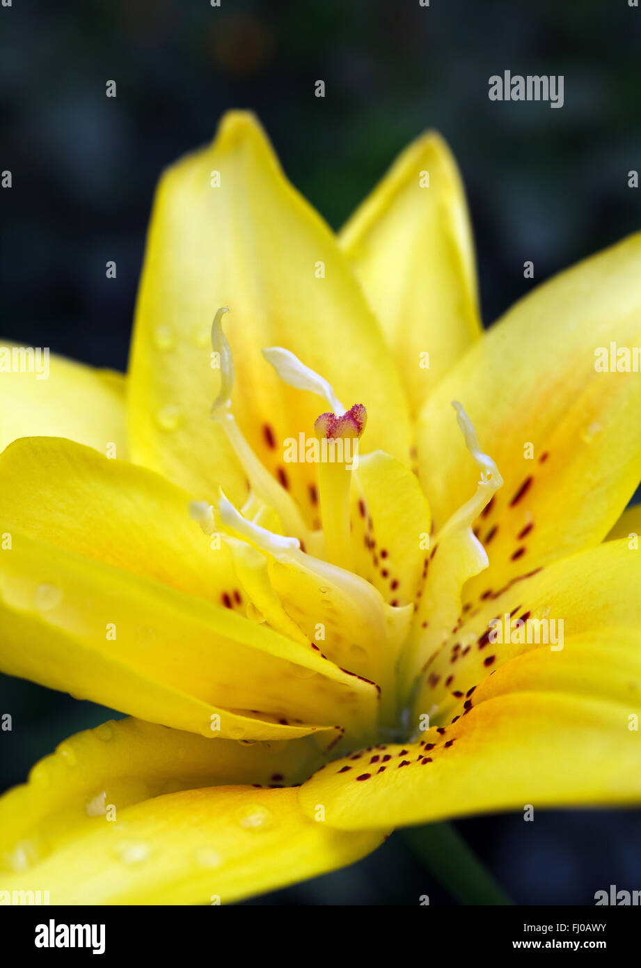 Schöne frische gelbe Blütenköpfchen über grünen natürlichen Hintergrund Stockfoto