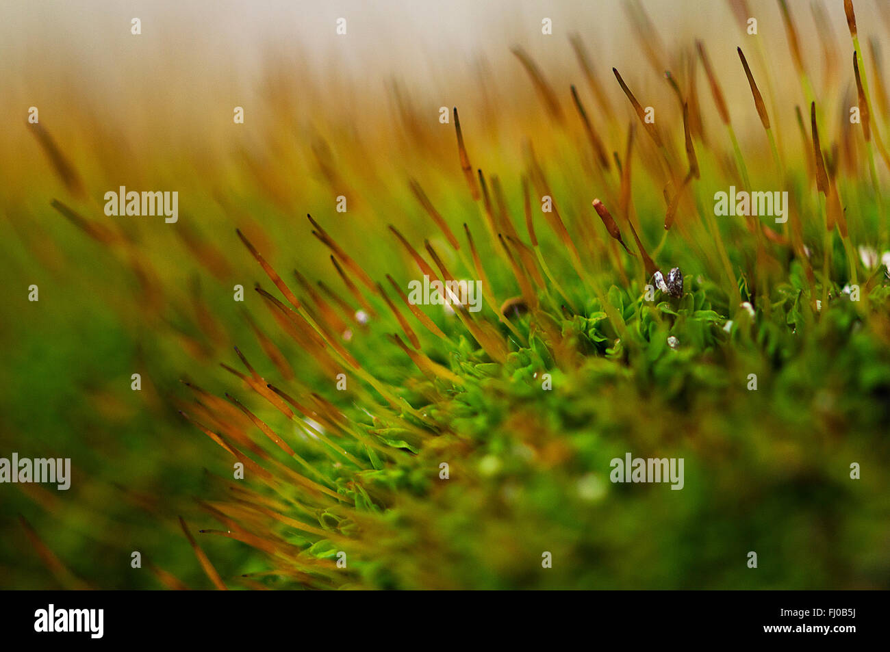 Close-up auf einem Patch von grünem Moos mit Samen Stockfoto