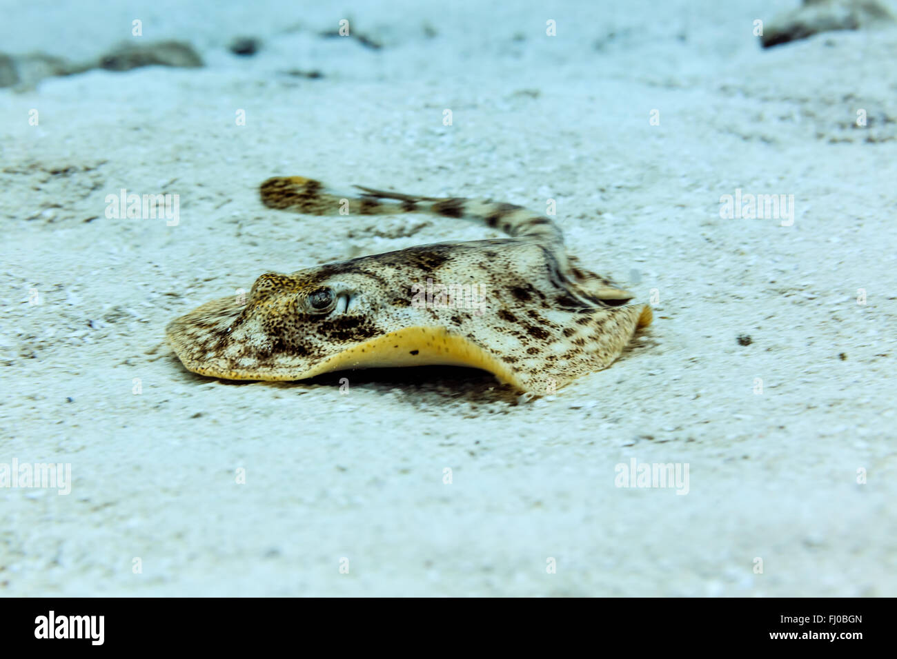 Nahaufnahme des gelben Stachelrochen urobatis jamaicensis schwimmt auf dem Sandboden des Meeres in weißem Sand Stockfoto