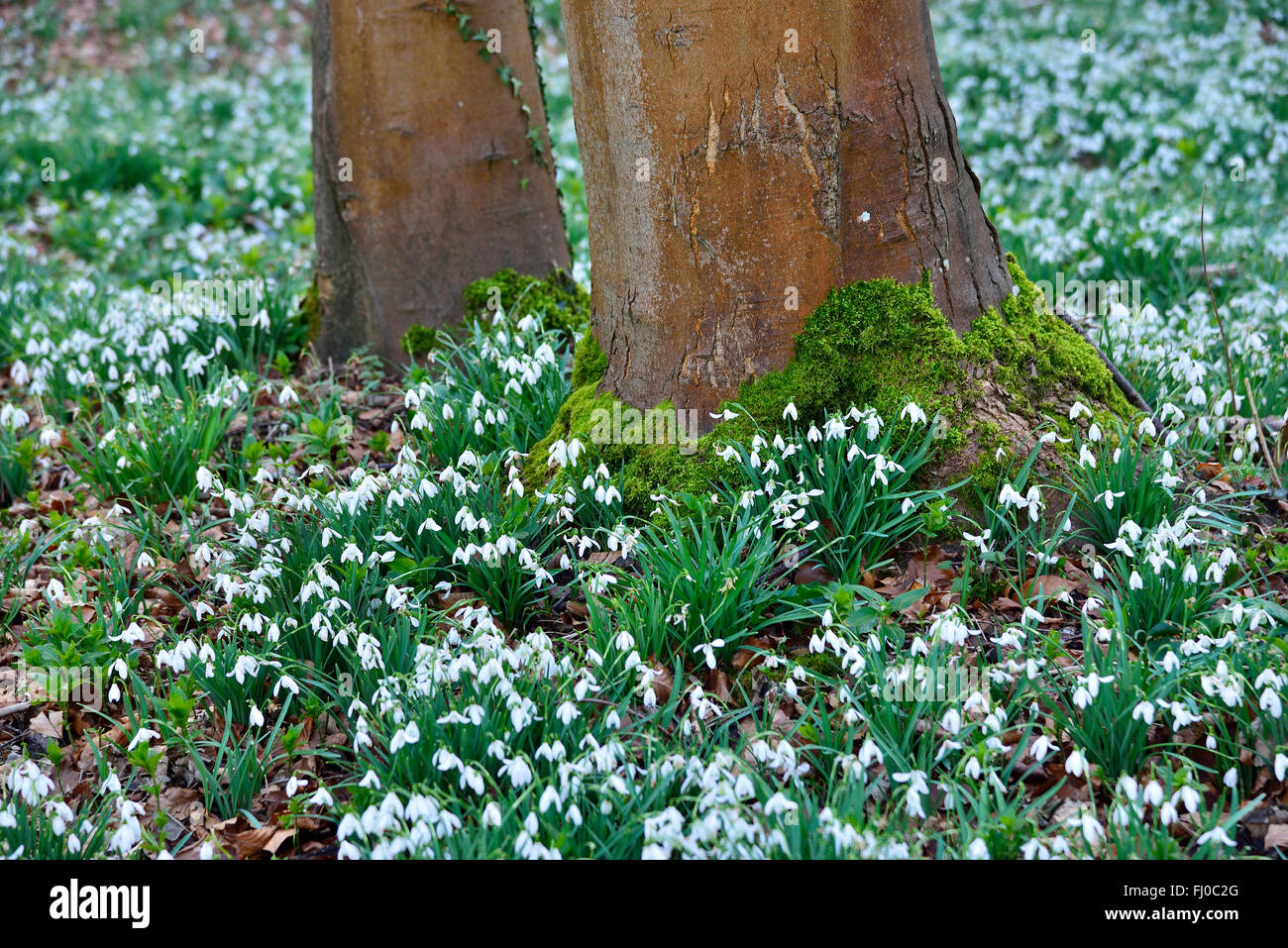 Schneeglöckchen wachsende unter den Bäumen in Berkshire, England, Großbritannien Stockfoto