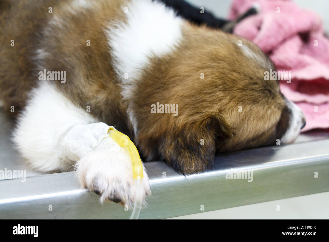 Krankheit-Welpen (Thai Bangkaew Hund) mit intravenösen Tropf auf OP-Tisch in tierärztliche Klinik Stockfoto