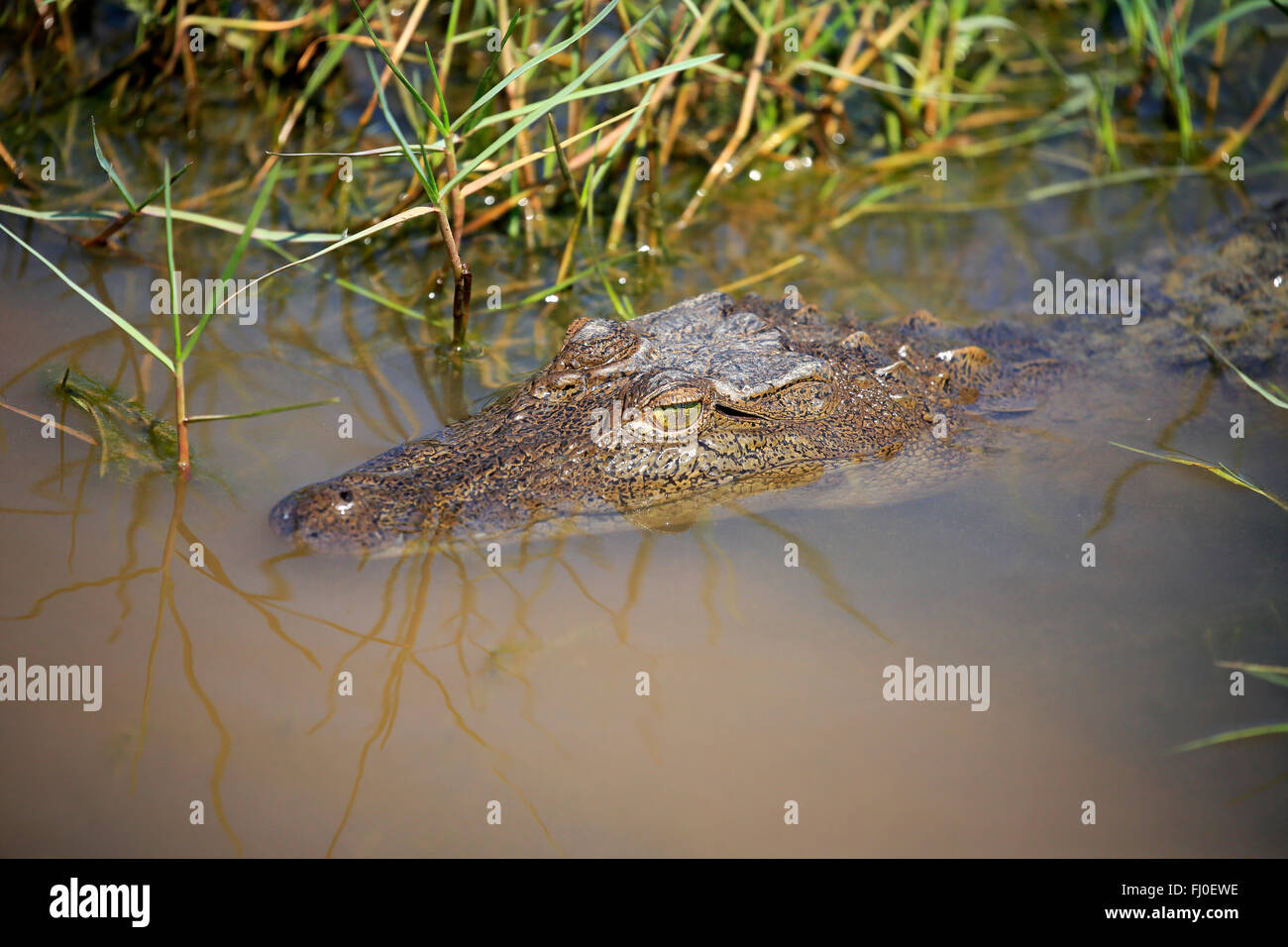 Salzwasser-Krokodil, Bundala Nationalpark, Sri Lanka, Asien / (Crocodylus Porosus) Stockfoto