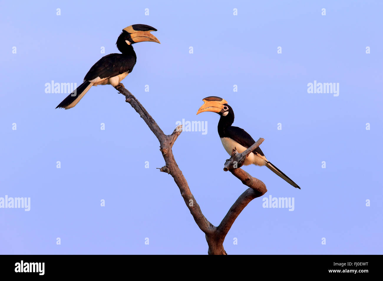 Malabar Pied Hornbill, erwachsenes paar auf Zweig, Yala Nationalpark, Sri Lanka, Asien / (Anthracoceros Coronatus) Stockfoto