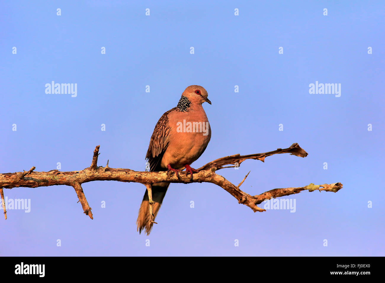 Taube, Erwachsene auf Baum, Bundala Nationalpark, Sri Lanka, Asien entdeckt / (Streptopelia Chinensis Ceylonensis) Stockfoto