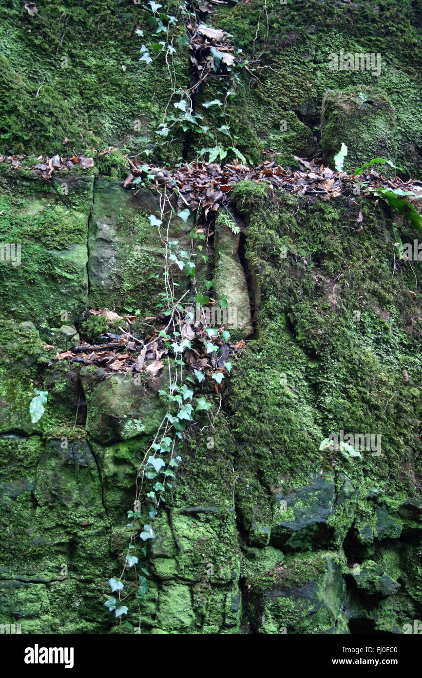 PuzzleWood Wald, Forest of Dean, England Stockfoto