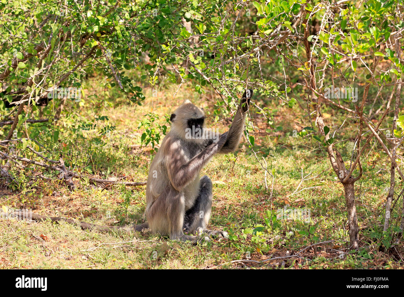 Getuftet grau Languren, Männchen füttern, Yala Nationalpark, Sri Lanka, Asien / (Semnopithecus Priam) Stockfoto