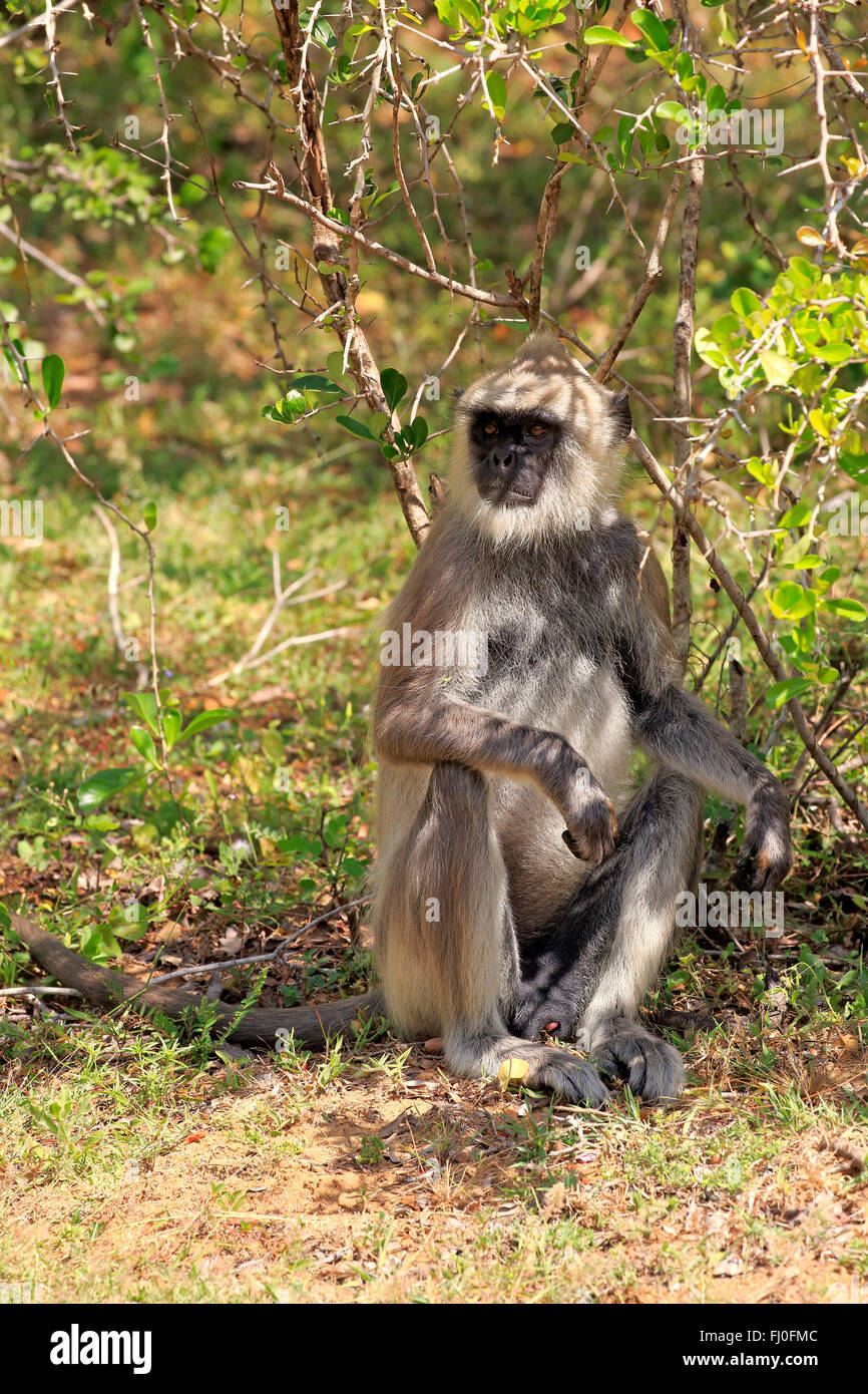 Getuftet grau Languren, erwachsenen männlichen, Yala Nationalpark, Sri Lanka, Asien / (Semnopithecus Priam) Stockfoto