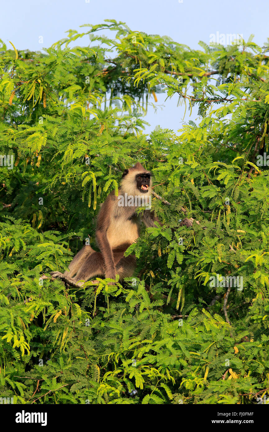 Getuftet grau Languren, Männchen auf Baum aufrufen, Yala Nationalpark, Sri Lanka, Asien / (Semnopithecus Priam) Stockfoto