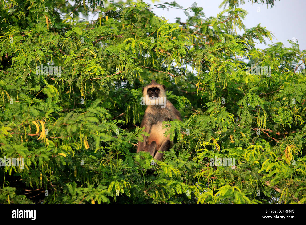 Getuftet grau Languren, Männchen auf Baum, Yala Nationalpark, Sri Lanka, Asien / (Semnopithecus Priam) Stockfoto