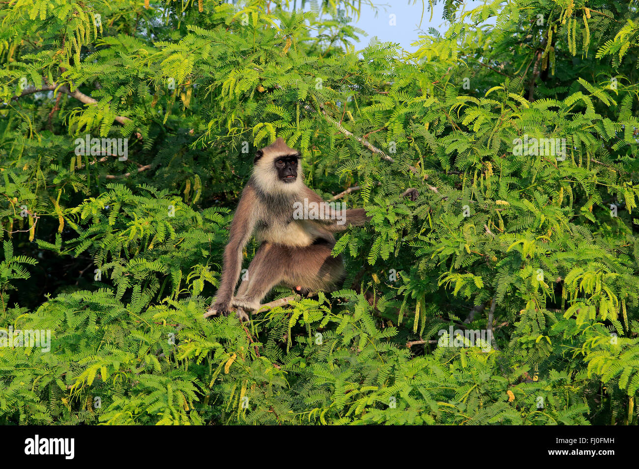 Getuftet grau Languren, Männchen auf Baum, Yala Nationalpark, Sri Lanka, Asien / (Semnopithecus Priam) Stockfoto