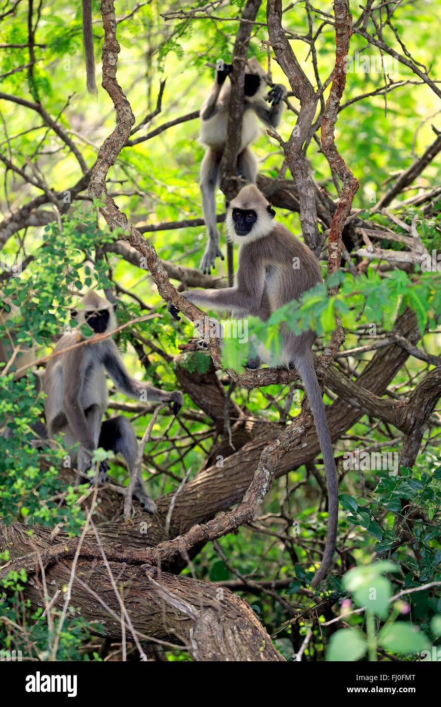 Getuftet grau Languren, Arbeitsgruppe Baum, Yala Nationalpark, Sri Lanka, Asien / (Semnopithecus Priam) Stockfoto