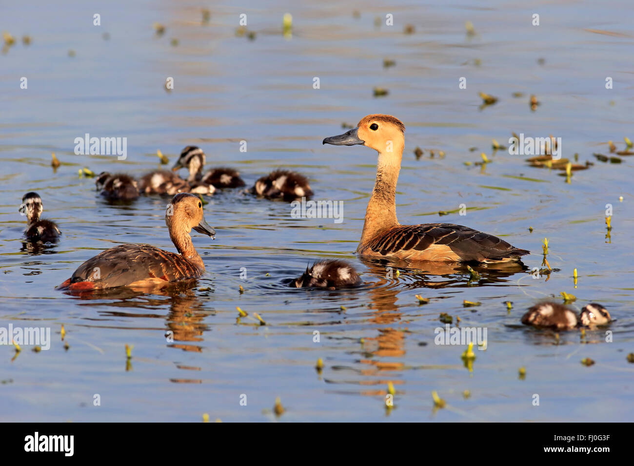 Geringerem Pfeifen Ente, Eltern mit Youngs in Wasser, Bundala Nationalpark, Sri Lanka, Asien / (Dendrocygna Javanica) Stockfoto