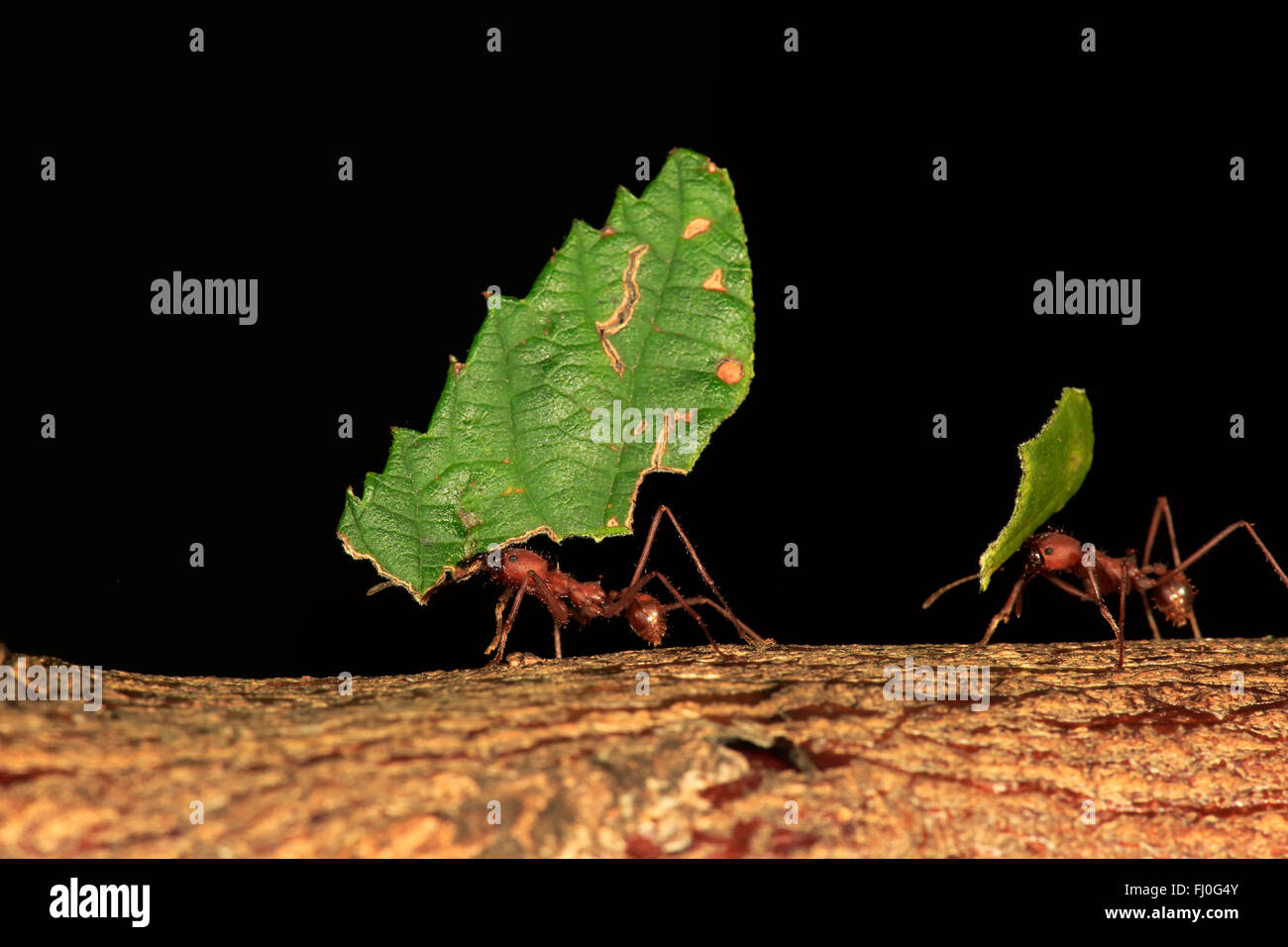 Leafcutter Ameisen, trägt Blatt, Südamerika, Mittelamerika / (Atta Sexdens) Stockfoto