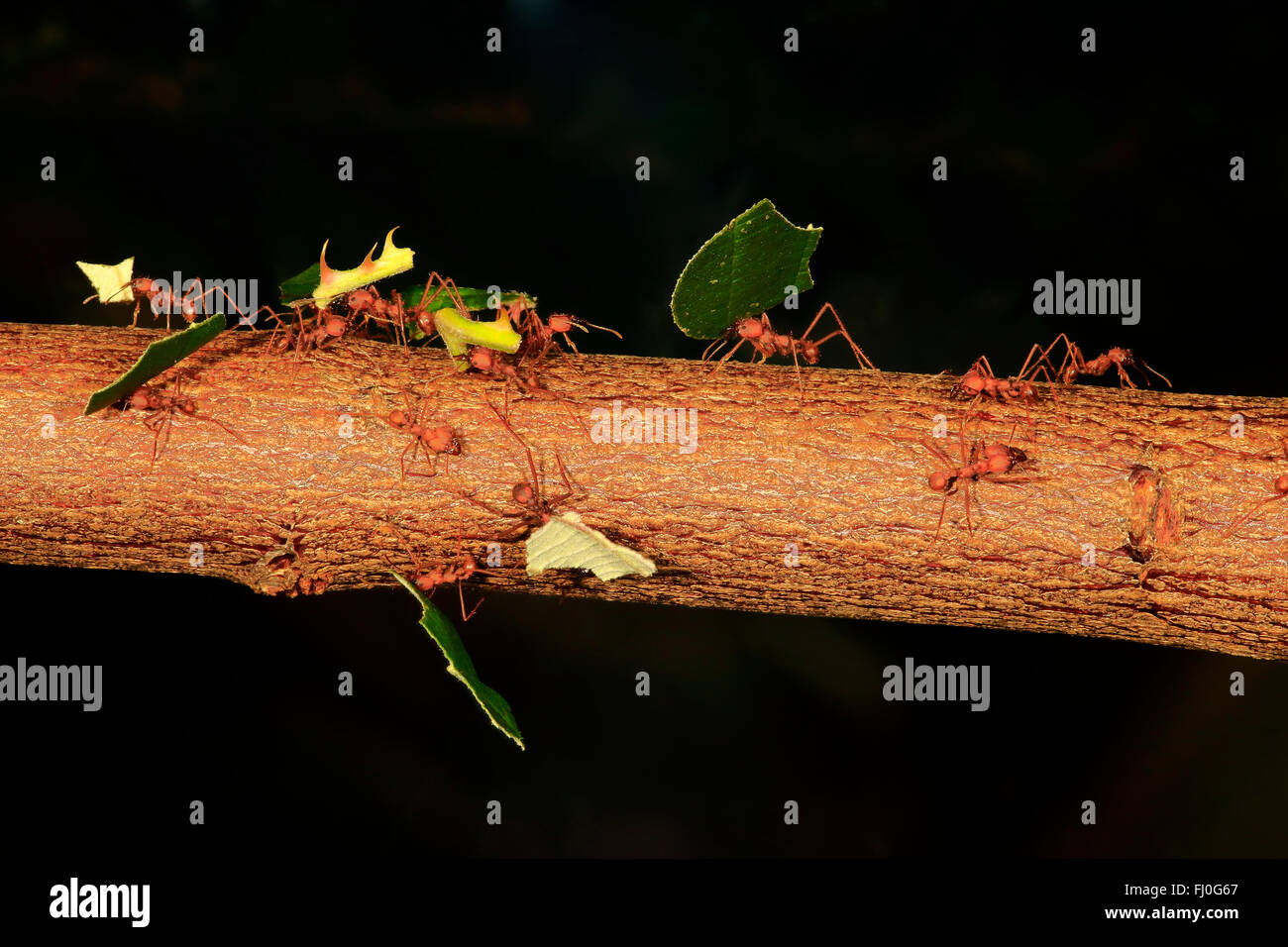 Leafcutter Ameisen, trägt Blatt, Südamerika, Mittelamerika / (Atta Sexdens) Stockfoto