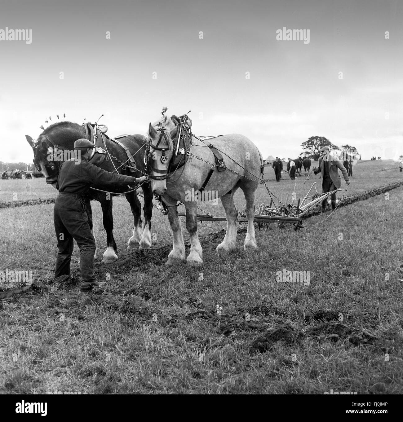 Bauern Pflügen Bereich Wettbewerb bei Cruckton auf Shropshire 1960er Jahre Stockfoto