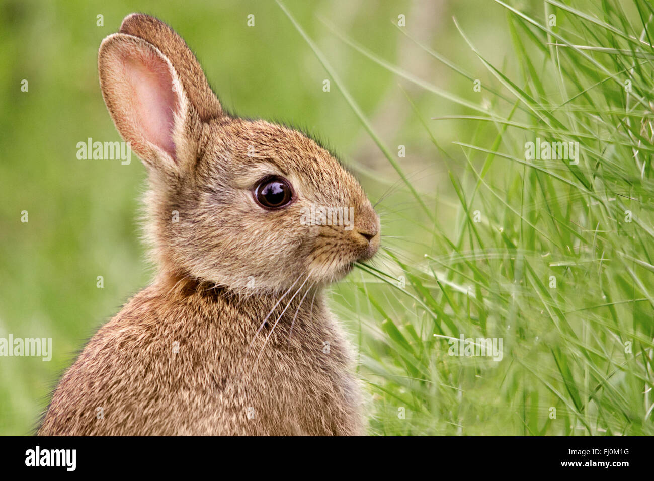 Kaninchen (oryctolagus cunniculus). Kopf und Schultern Portrait im Querformat. Helles Auge, essen Gras Kopf oben Seitenansicht weichen, grünen Hintergrund. Stockfoto