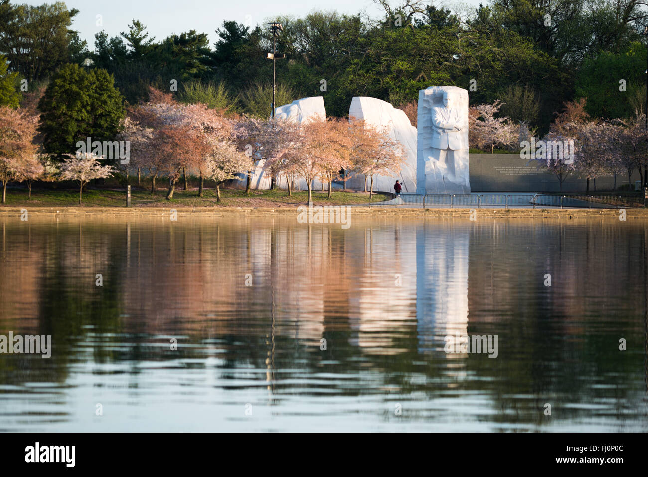 WASHINGTON DC, Vereinigte Staaten – das MLK Memorial steht einige Tage nach der Blüte im Jahr 2015 inmitten von Kirschblüten. Stockfoto