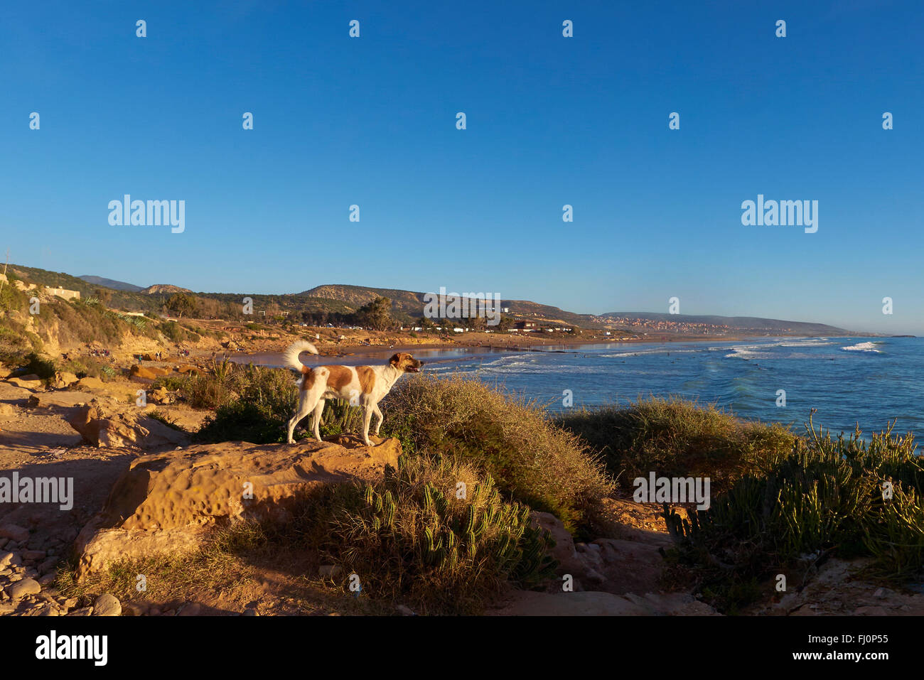 Lokalen streunender Hund auf den Klippen in Taghazout, Marokko Stockfoto