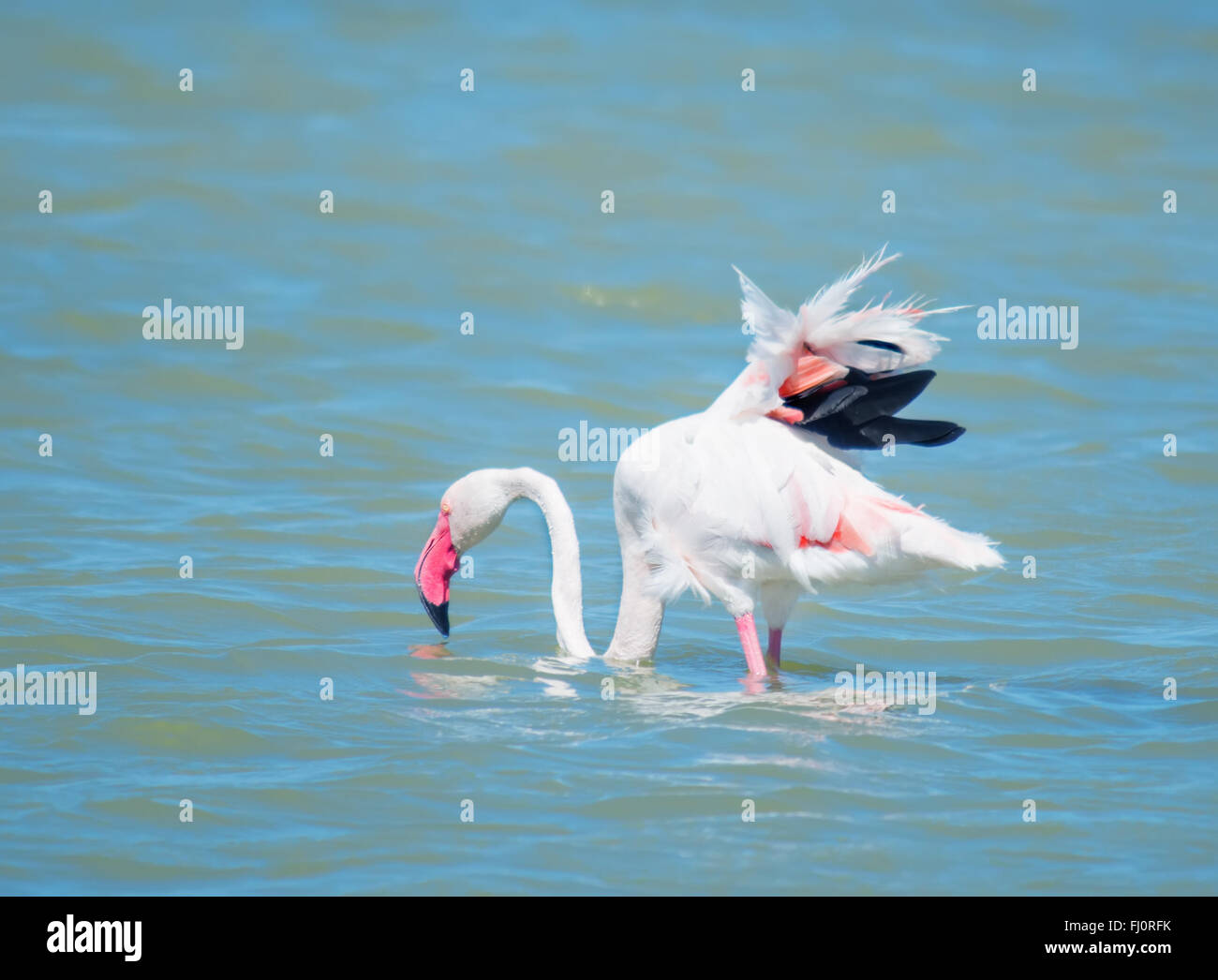 Nahaufnahme von einem rosa Flamingo in Molentargius Stockfoto