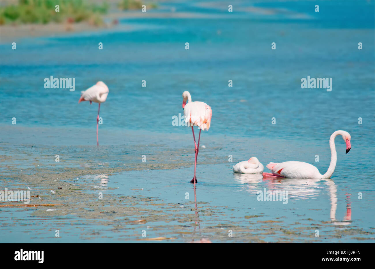 Rosa Flamingos in Molentargius Teich, Sardinien Stockfoto