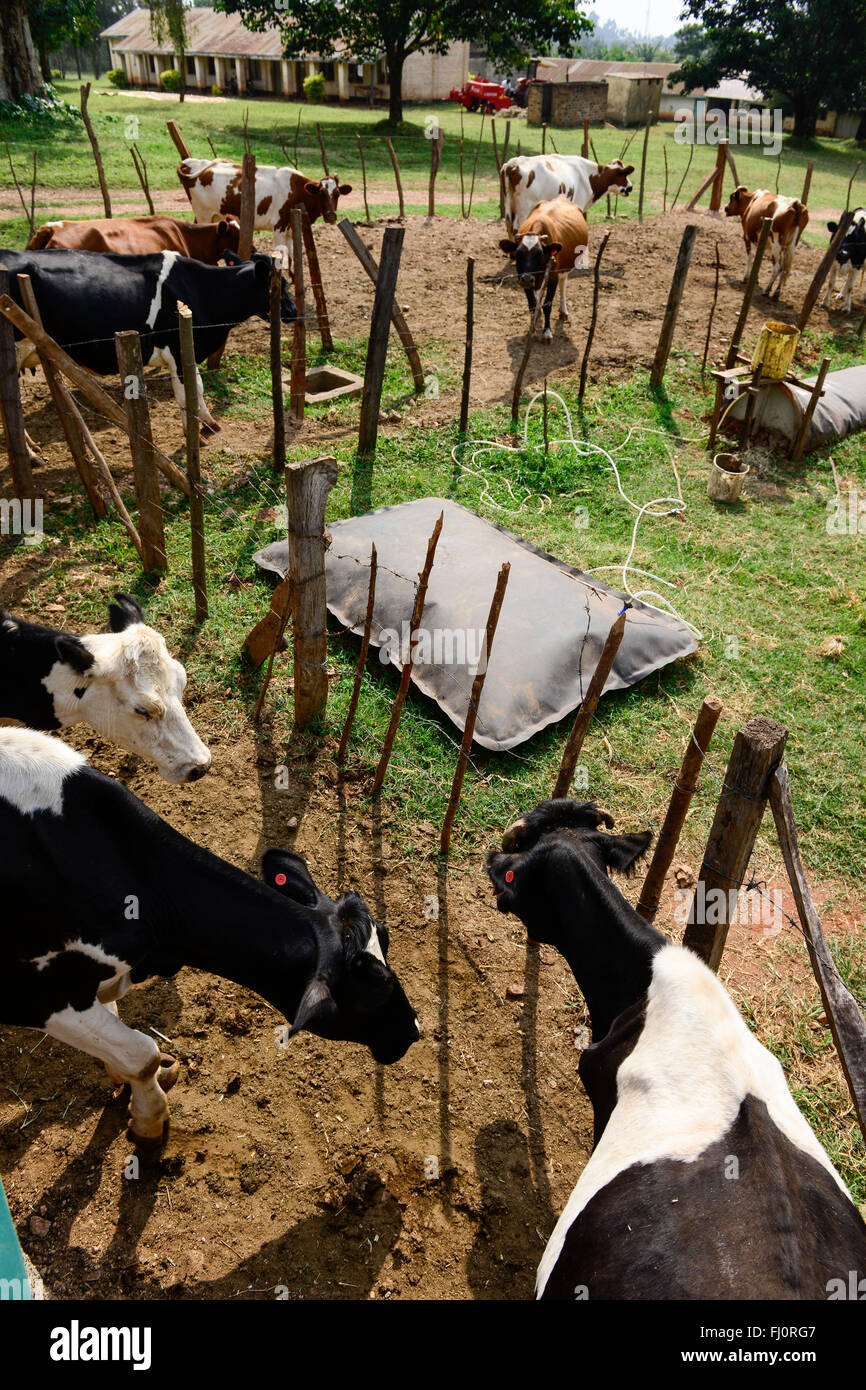 KENIA, Grafschaft Kakamega, Bukura, ATDC Agricultural Technology Development Center, Milchkühe und Wohnmobilbiogasanlage der deutschen REHAU Firma / KENIA, mobile Homegagas REHAU Biogasanlage, Milchkuehe Stockfoto