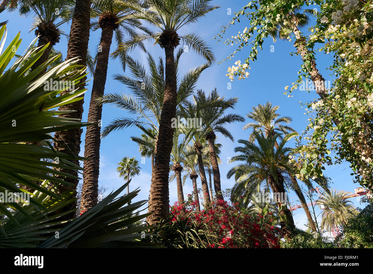 Nach oben auf den Afrika-Palmen im "Jardin Majorelle" Gärten Marokko Stockfoto