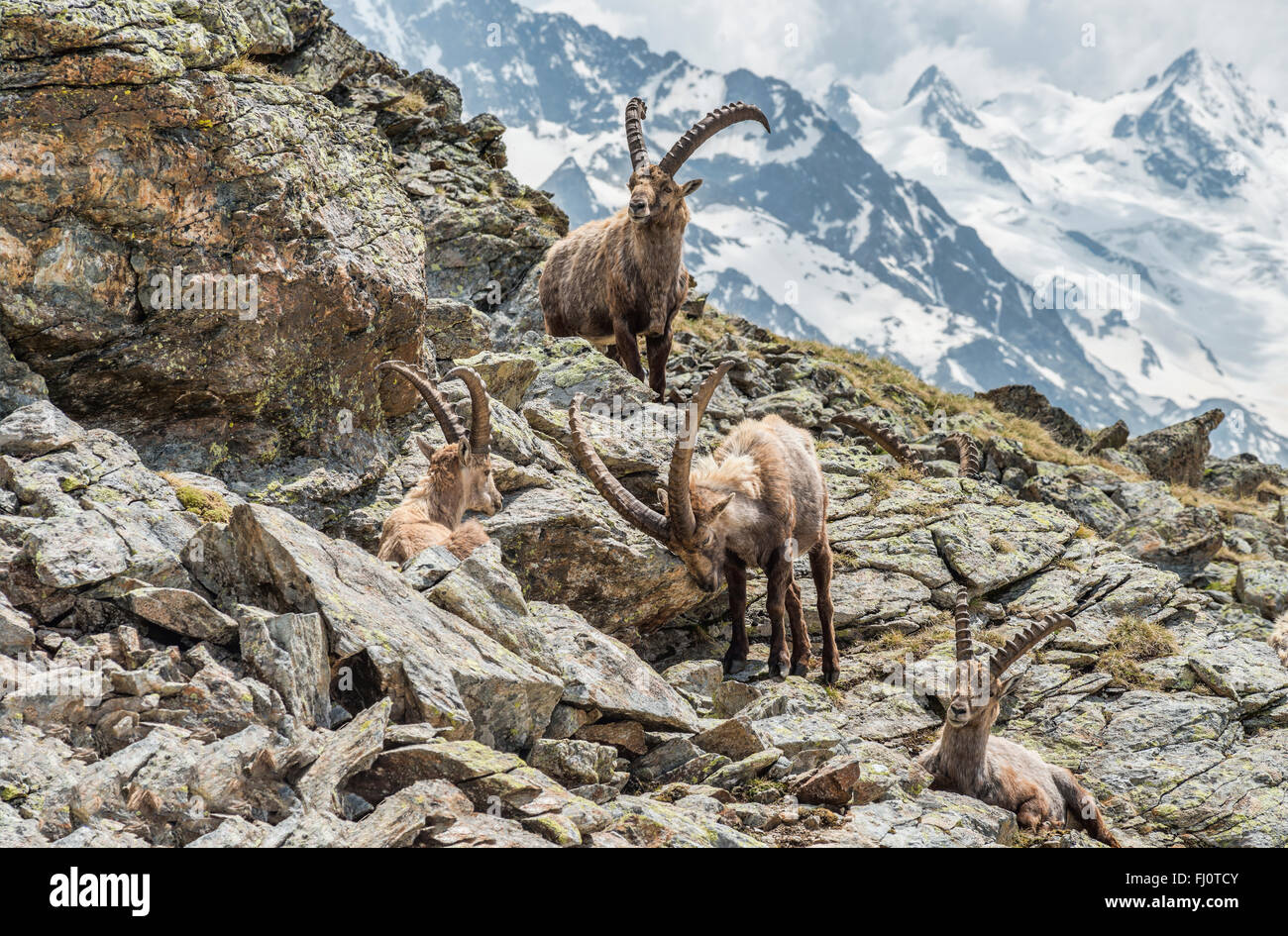 Gruppe Alpine Ibex, Schweizer Alpen, Schweiz Stockfoto