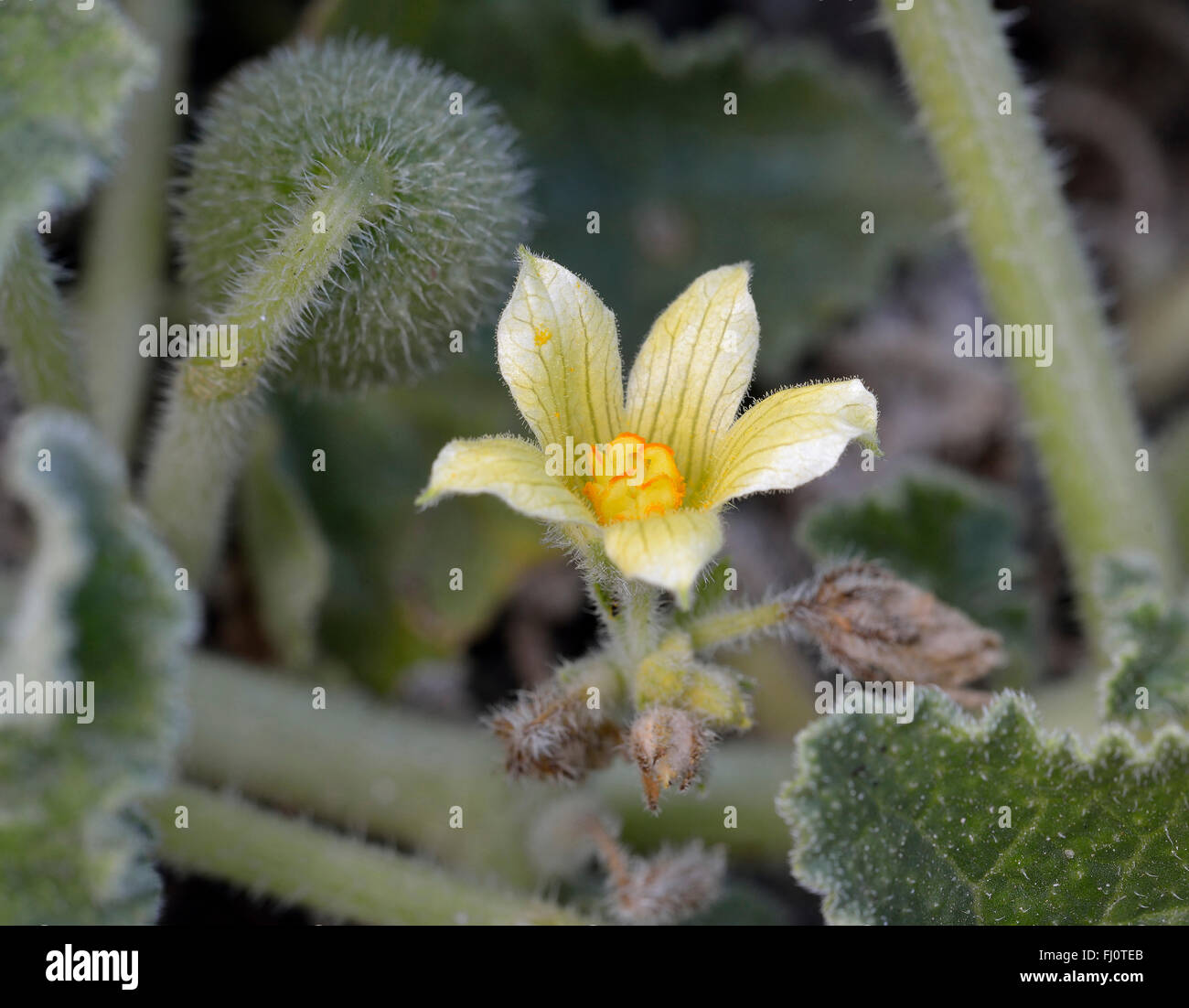 Gurken - Ecballium Elaterium Blume & Obst spritzen Stockfoto
