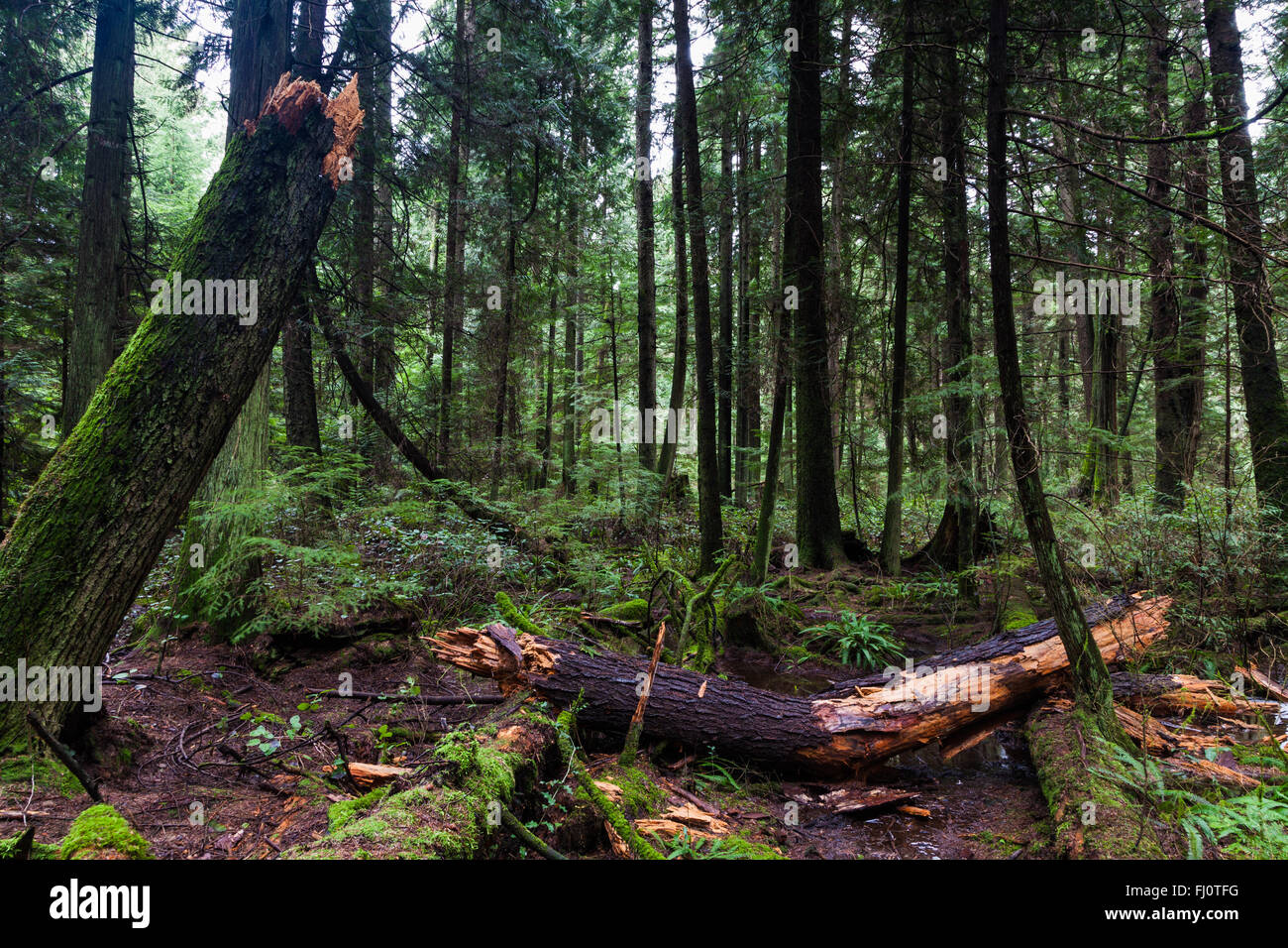 Faulen Baum gebrochen durch starke Winde in einem gemäßigten Regenwald Stockfoto